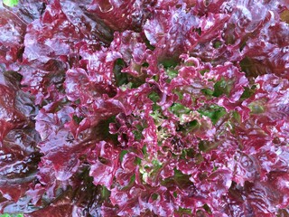 pink and green leaves