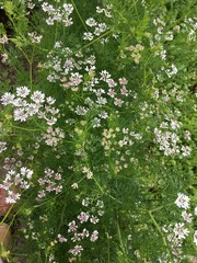 white flowers in the garden