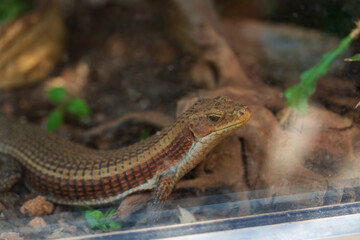 close up of Iguana standing still in a terrarium. shallow focus 