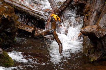 Fall leave resting on fallen branch