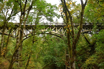 Old bridge in the forest