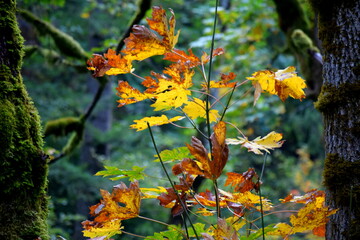 Fall in the Pacific Northwest