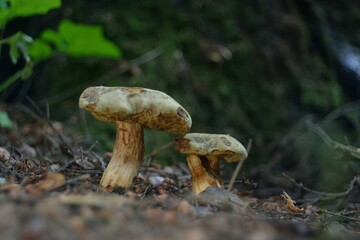 A summer gathering mushrooms, walking in the woods.