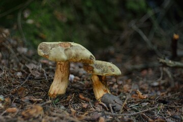 A summer gathering mushrooms, walking in the woods.