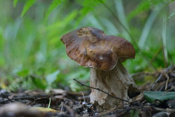 A summer gathering mushrooms, walking in the woods.