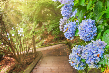 Close-up on purple blue hydrangeas flowers along the hiking staircase in steep slope leading through the forest of Mount Nokogiri to the giant buddha of Nihonji temple.