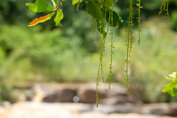 The flowers of the trees in the forest beside the stream