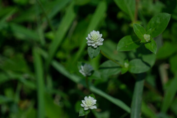 White flowers with green leaves