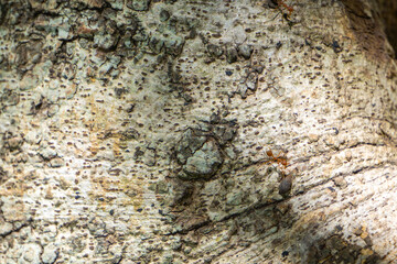 Ants climb on tree trunks.