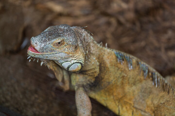close up of Iguana standing still in a terrarium. shallow focus 