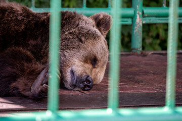 sleeping bear in a cage in the park of the Yaroslavl Kremlin