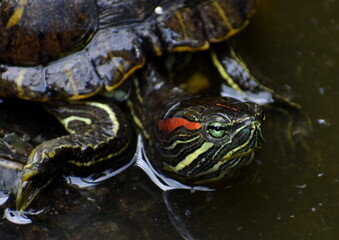 Close up of a colourful terrapin swimming in a pond