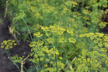 Dill inflorescences close-up. The spicy herb used in cooking is popular in Russia.