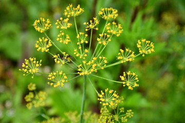 Dill inflorescences close-up. The spicy herb used in cooking is popular in Russia.