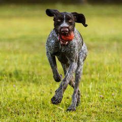 The dog runs with an orange ball in its mouth. The dog plays with a ball. A hunting dog runs with a ball in its teeth. Dradhaar dog.