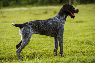 The dog stands on the lawn. Dog stand. Hunting dog drathaar.Portrait of a dog in full growth.