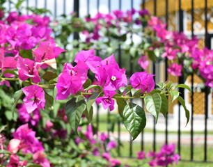 Beautiful bougainvillea flowers blooming in a garden