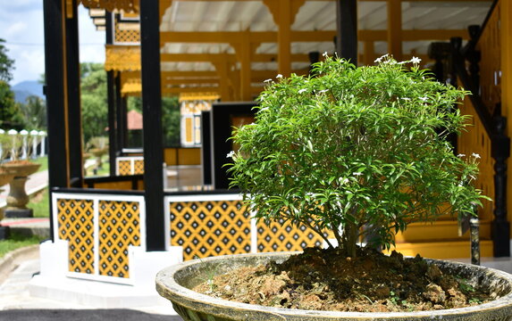 Small Tree Outside A Traditional Malaysia House