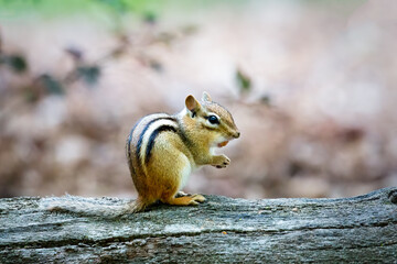Eastern Chipmunk on a tree branch