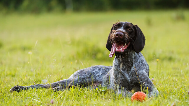 The dog lies on the grass next to an orange ball. The dog lay down to rest. A tired dog lies in a clearing. Drathaar hunting dog.
