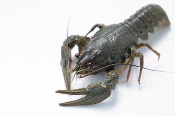 river lobster or crayfish on white background