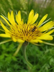yellow dandelion flower