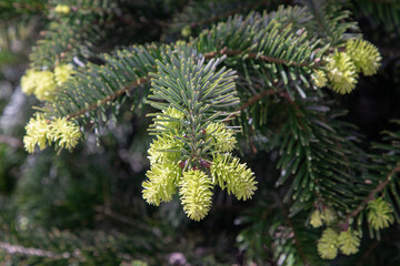 young shoots on the christmas tree