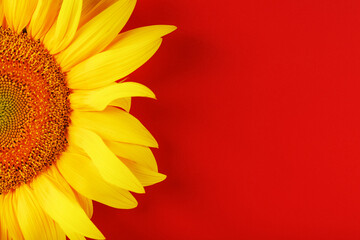Yellow sunflower flower on a red background top view.