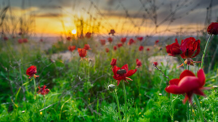 Spring sunset in nature landscape view