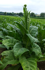 Pola z rosnącym tytoniem Tytoń (Nicotiana L.)