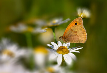 Meadow brown (Maniola jurtina) butterfly on corn chamomile (Anthemis arvensis) in wildflower field in summer. Shallow depth of field.