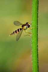 Hoverfly (Sphaerophoria) insect on flower stem close-up, shallow depth of field macro photography