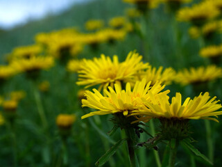 Na początku lata na murawach zakwita chroniony  Oman wąskolistny (Inula ensifolia L.) 