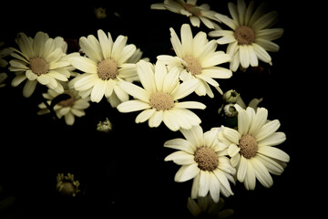 Chrysanthème fleurs jaunes