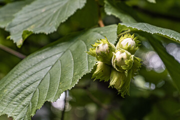 Unripe hazelnut fruit in a clearing