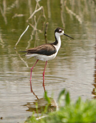 The black-necked stilt is an abundant shorebird of American wetlands and coastlines.