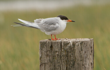 Comon tern.  The common tern is a seabird in the family Laridae.