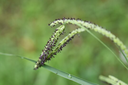 Indian goosegrass is a Poaceae weed.	