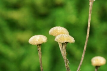 May in the arboretum, the flower remnants, fuzzy background