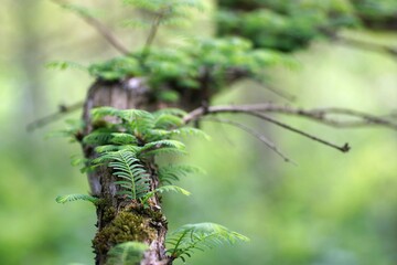 May in the arboretum, young leaves on a metasequoia branch
