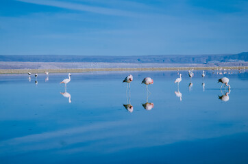flock of seagulls on the beach