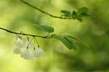 May in arboretum, blooming white flowers on a fuzzy background