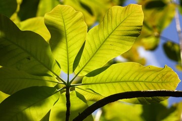 May in the arboretum, young magnolia leaves on fuzzy background