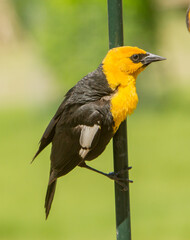 A yellow headed blackbird perched on a cane pole.  It is a medium-sized blackbird, and the only member of the genus Xanthocephalus.