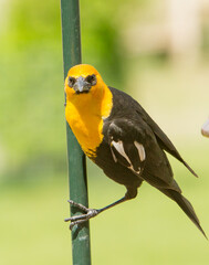 A yellow headed blackbird perched on a cane pole.  It is a medium-sized blackbird, and the only member of the genus Xanthocephalus.