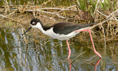 A black necked stilt feeding in a shallow wetland.  It is an abundant shorebird of American wetlands and coastlines.
