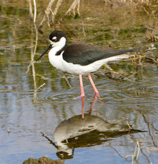 A black necked stilt feeding in a shallow wetland.  It is an abundant shorebird of American wetlands and coastlines.