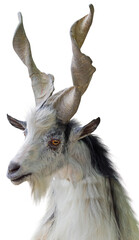 Portrait of white goat with beautiful horns on a white
