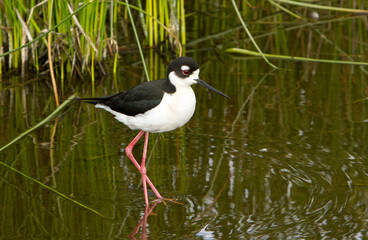 A black necked stilt in a shallow wetland.  It is an abundant shorebird of American wetlands and coastlines.