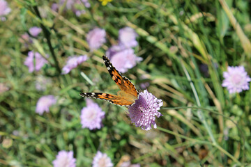 Monarch Butterfly (Danaus plexippus) perched on a flower